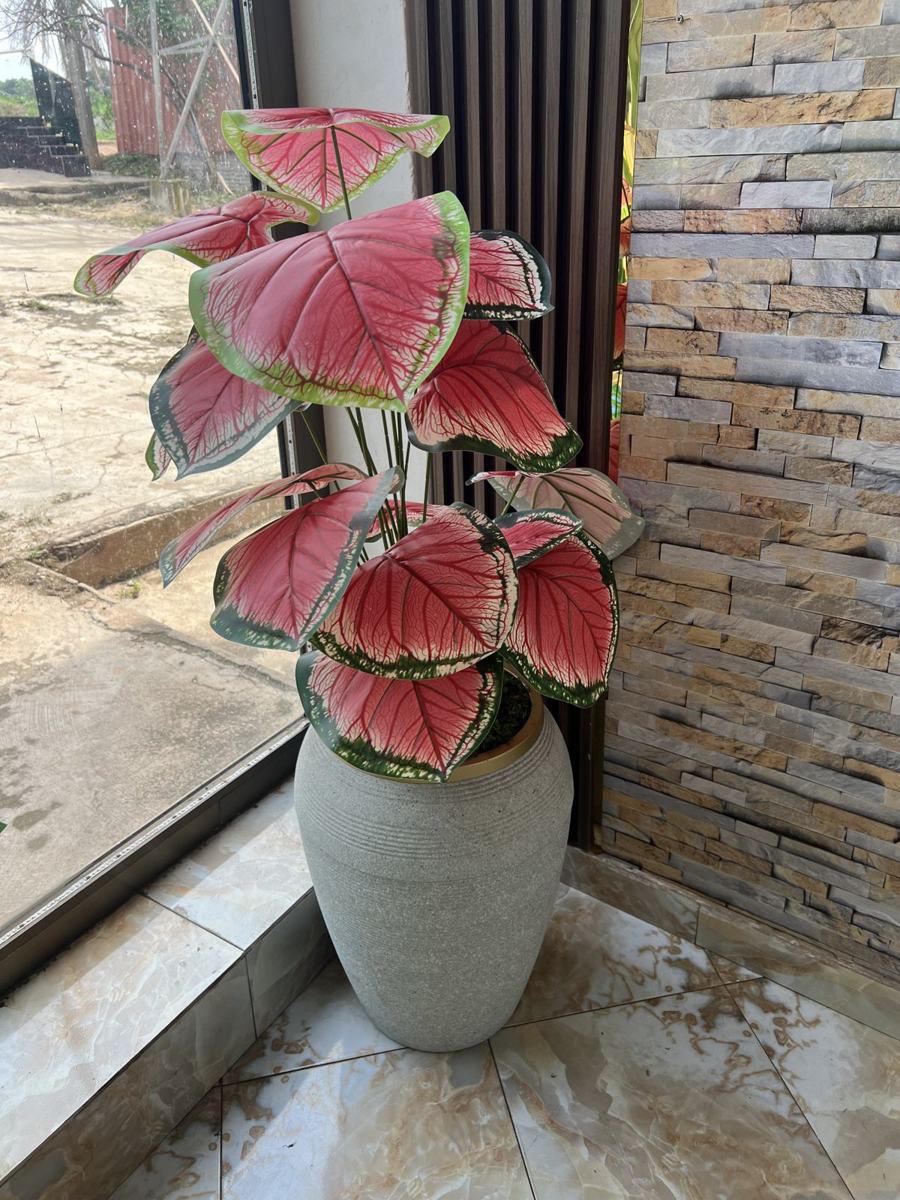 Pink caladium in a stone vase
